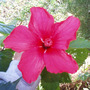 Hibiscus