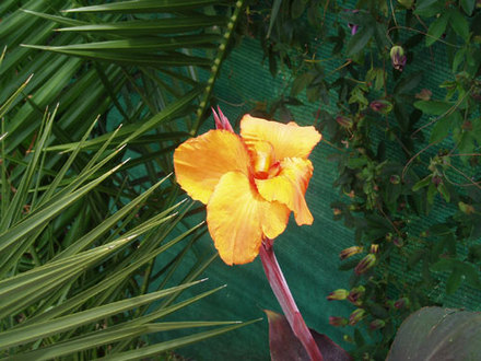 Bird of Paradise (Strelitzia reginae (Bird of paradise))