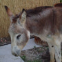 Donkey