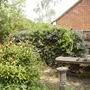 Ceanothus's blue hue on Vistabile patio 05.08 (Ceanothus  (Vistabile))