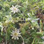 Passiflora laurifolia
