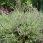 Lavender2
