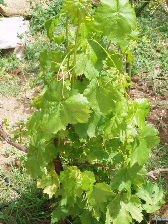 Grape Vine
