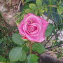 Pink-rose