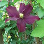 Clematis__warsaw_nike_