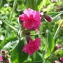 Silene_2