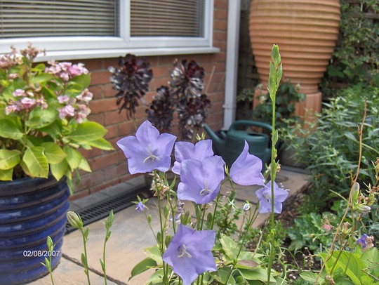 A garden flower photo
