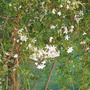 Jasmine