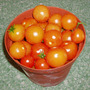 Tomatoes (Lycopersicon esculentum (Tomato))