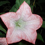Angel's Trumpets (Brugmansia candida 'Ecuador Pink')