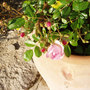 Miniature Rose