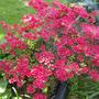 Azalea
