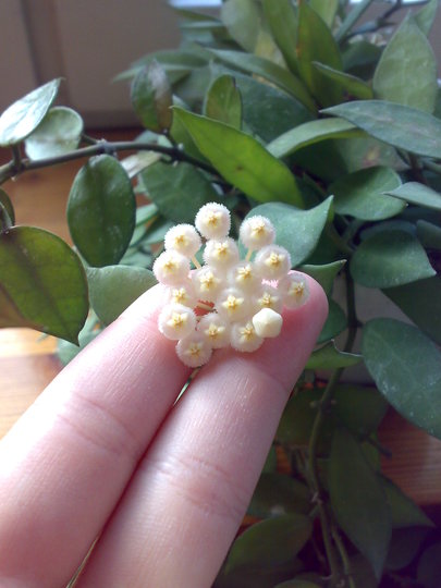 Hoya lacunosa blooming (Hoya lacunosa)