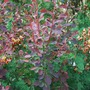Broom_and_burberis