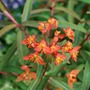 Euphorbia_fireglow