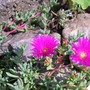 070722_mesumbreanthamum