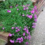 Phlox douglasii