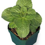 Coleuscanina