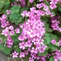Oxalis