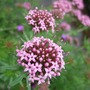 Phuopsis