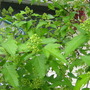 Blossom of Amur Maple...smells as sweet as lilacs (Acer ginnala)