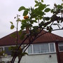First_flower_on_climbing_rose