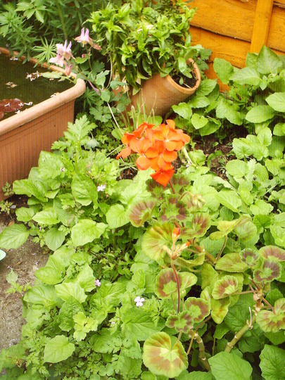 over_winter_geranium_wild_flowers..jpg