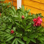 Peony_flower_and_buds