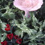 Tulips & False Solomon's Seal (Smilacina stellata)