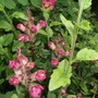 Antirrhinums