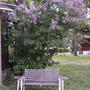 2008-05-23_purple_lilac_tree