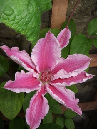 Clematis 'Scartho Gem' (Clematis)