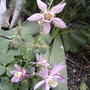 Pink & White columbines (Aquilegia hybrida 'Origami Rose & White')