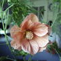 Abutilon hybridum flower (Abutilon hybridum)