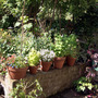 Garden_herbs_08may22_01