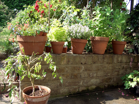 Herbs in pots