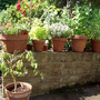 Herbs in pots