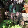 Garden_heucharas_08may22_01