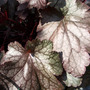 Heuchera - Amethyst Mist