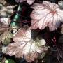 Heuchera - Amethyst Mist