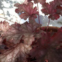 Heuchera - Can Can