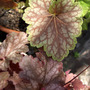 Heuchera - Dale's Strain