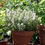 Thyme