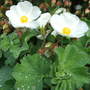 Cistus___alchemilla_mollis