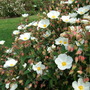 White_cistus