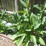 Comfrey