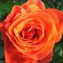 Rose Fellowship