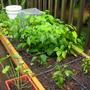 patio garden 1