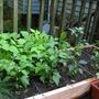 patio garden4
