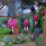 Flowers at chelsea - Dicentra spectabilis (Dicentra spectabilis)
